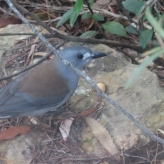 Colluricincla harmonica (Grey Shrikethrush) at Blue Mountains National Park - 16 Apr 2024 by MatthewFrawley