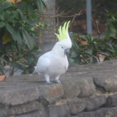 Cacatua galerita (Sulphur-crested Cockatoo) at Katoomba, NSW - 16 Apr 2024 by MatthewFrawley