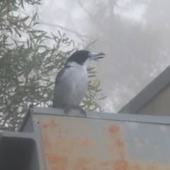 Cracticus torquatus (Grey Butcherbird) at Katoomba, NSW - 16 Apr 2024 by MatthewFrawley