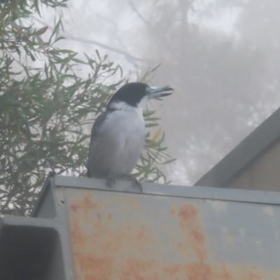 Cracticus torquatus (Grey Butcherbird) at Katoomba, NSW - 16 Apr 2024 by MatthewFrawley