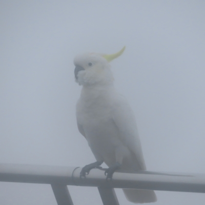 Cacatua galerita (Sulphur-crested Cockatoo) at Katoomba, NSW - 16 Apr 2024 by MatthewFrawley