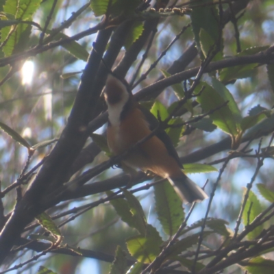 Acanthorhynchus tenuirostris (Eastern Spinebill) at Katoomba, NSW - 17 Apr 2024 by MatthewFrawley