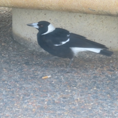 Gymnorhina tibicen (Australian Magpie) at Katoomba, NSW - 17 Apr 2024 by MatthewFrawley