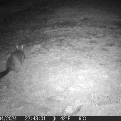 Trichosurus vulpecula (Common Brushtail Possum) at Braidwood, NSW - 16 Apr 2024 by MatthewFrawley