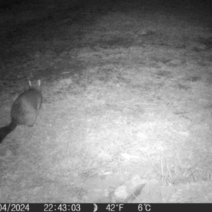 Trichosurus vulpecula at QPRC LGA - 16 Apr 2024