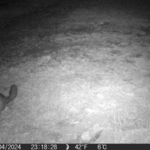 Trichosurus vulpecula at QPRC LGA - 16 Apr 2024