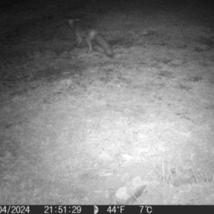 Vulpes vulpes at QPRC LGA - 17 Apr 2024 09:51 PM