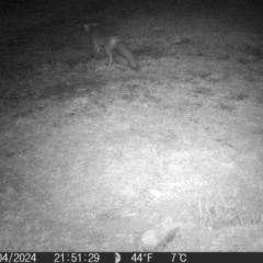Vulpes vulpes (Red Fox) at QPRC LGA - 17 Apr 2024 by MatthewFrawley