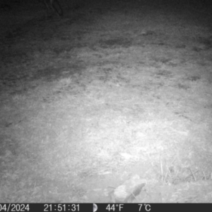 Vulpes vulpes at QPRC LGA - 17 Apr 2024 09:51 PM