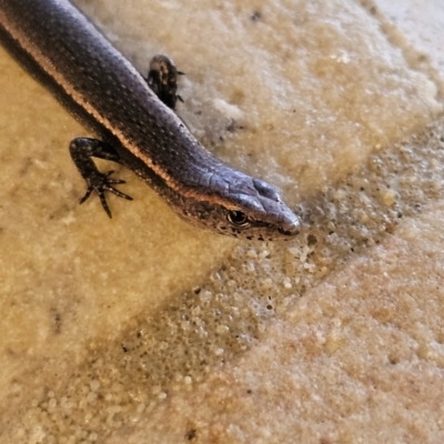 Lampropholis delicata (Delicate Skink) at Katoomba, NSW - 18 Apr 2024 by MatthewFrawley