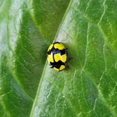 Unidentified Lady beetle (Coccinellidae) at Katoomba, NSW - 18 Apr 2024 by MatthewFrawley