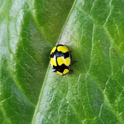 Illeis galbula (Fungus-eating Ladybird) at Katoomba, NSW - 18 Apr 2024 by MatthewFrawley