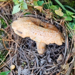 Unidentified Cap on a stem; gills below cap [mushrooms or mushroom-like] at suppressed - 18 Apr 2024 by MatthewFrawley