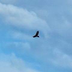 Aquila audax (Wedge-tailed Eagle) at QPRC LGA - 18 Apr 2024 by MatthewFrawley