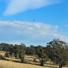 Aquila audax at QPRC LGA - 18 Apr 2024