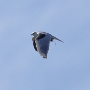 Elanus axillaris at Lawson North Grasslands - 15 Apr 2024