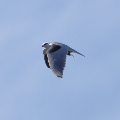 Elanus axillaris (Black-shouldered Kite) at Lawson, ACT - 15 Apr 2024 by TimL