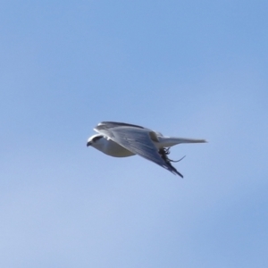 Elanus axillaris at Lawson North Grasslands - 15 Apr 2024