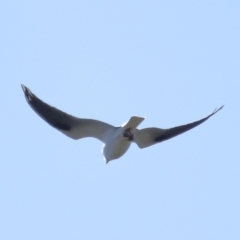 Elanus axillaris at Lawson North Grasslands - 15 Apr 2024