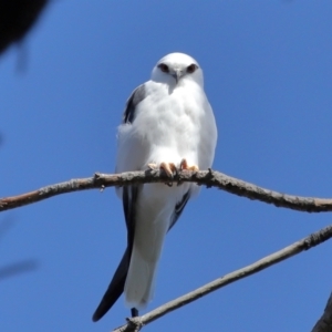 Elanus axillaris at Lawson North Grasslands - 15 Apr 2024