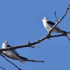 Elanus axillaris at Lawson North Grasslands - 15 Apr 2024