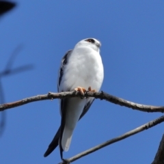 Elanus axillaris at Lawson North Grasslands - 15 Apr 2024