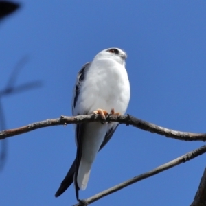 Elanus axillaris at Lawson North Grasslands - 15 Apr 2024