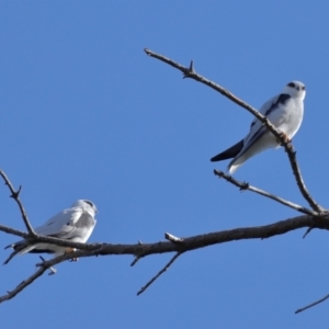 Elanus axillaris at Lawson North Grasslands - 15 Apr 2024