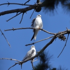 Elanus axillaris at Lawson North Grasslands - 15 Apr 2024