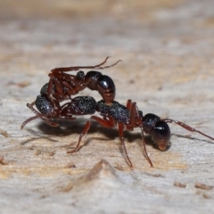 Rhytidoponera tasmaniensis at Acton, ACT - 17 Apr 2024 by TimL