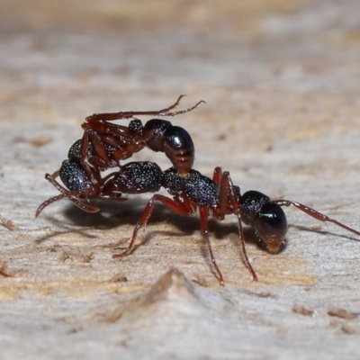 Rhytidoponera tasmaniensis at Acton, ACT - 17 Apr 2024 by TimL