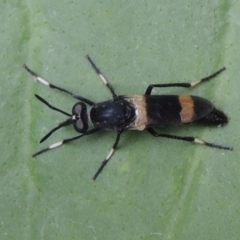 Agapophytus albobasalis (Stiletto fly) at Pollinator-friendly garden Conder - 8 Dec 2023 by michaelb