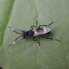 Agapophytus albobasalis at Pollinator-friendly garden Conder - 8 Dec 2023 11:15 AM