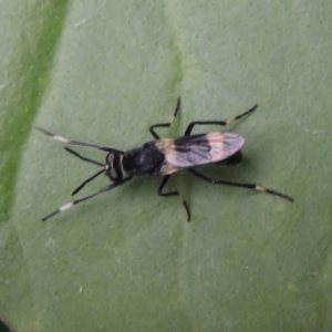 Agapophytus albobasalis at Pollinator-friendly garden Conder - 8 Dec 2023