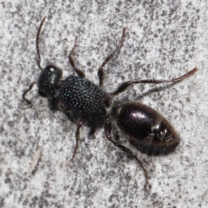 Aglaotilla sp. (genus) at Lawson North Grasslands - 15 Apr 2024