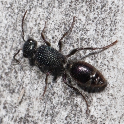 Aglaotilla sp. (genus) (Australian Velvet Ant) at Lawson, ACT - 15 Apr 2024 by TimL