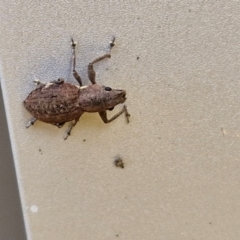 Naupactus cervinus (Fuller's rose weevil) at Lyneham, ACT - 18 Apr 2024 by trevorpreston