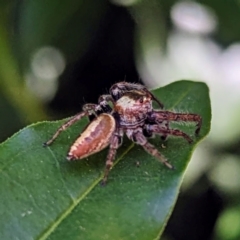 Opisthoncus nigrofemoratus at suppressed - suppressed