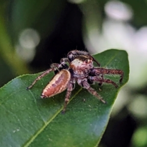 Opisthoncus nigrofemoratus at suppressed - suppressed