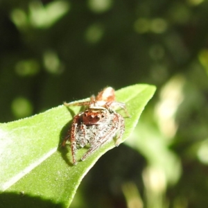 Opisthoncus nigrofemoratus at suppressed - suppressed