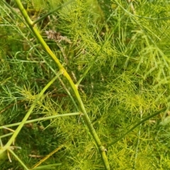 Asparagus officinalis (Asparagus) at Mount Mugga Mugga - 19 Apr 2024 by Mike