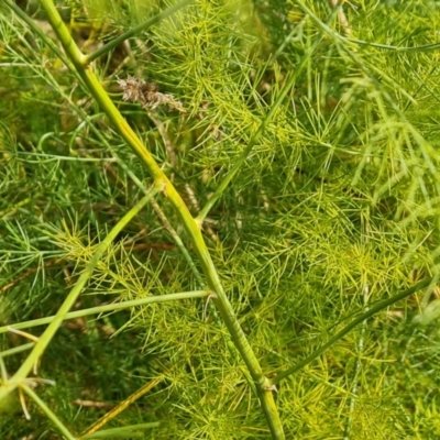 Asparagus officinalis (Asparagus) at Mount Mugga Mugga - 19 Apr 2024 by Mike