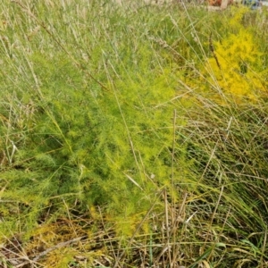 Asparagus officinalis at Mount Mugga Mugga - 19 Apr 2024 12:01 PM