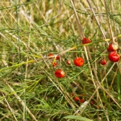 Asparagus officinalis at Mount Mugga Mugga - 19 Apr 2024 12:01 PM