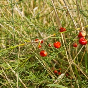 Asparagus officinalis at Mount Mugga Mugga - 19 Apr 2024