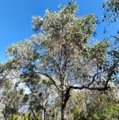 Eucalyptus macrorhyncha subsp. macrorhyncha (Red Stringybark) at Acton, ACT - 19 Apr 2024 by Steve818