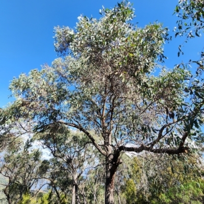 Eucalyptus macrorhyncha subsp. macrorhyncha (Red Stringybark) at Point 5438 - 19 Apr 2024 by Steve818