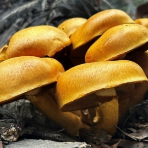 Gymnopilus junonius at Uriarra Village, ACT - 19 Apr 2024