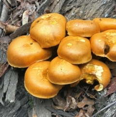 Gymnopilus junonius at Uriarra Village, ACT - 19 Apr 2024