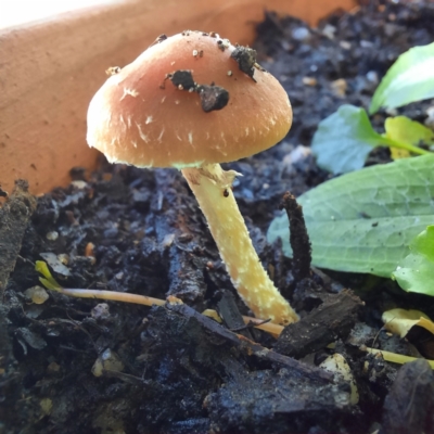 Hypholoma sp. (Hypholoma) at Spence, ACT - 19 Apr 2024 by Watermilli